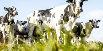 در گرانی و کمبود گوشت قرمز؛  قاچاق دام همچنان ادامه دارد