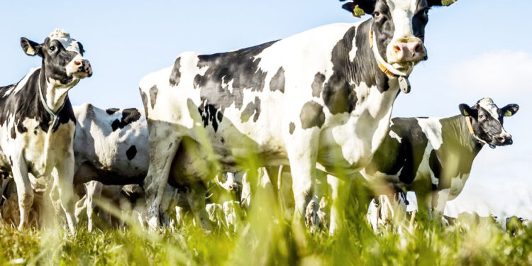 در گرانی و کمبود گوشت قرمز؛  قاچاق دام همچنان ادامه دارد