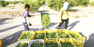 خرید توافقی بیش از 1000 تن لیمو در هرمزگان