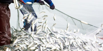 سفره ها خالی؛ تورها پر از ماهی مدیرعامل اتحادیه تعاونی‌های صیادی: آمادگی برای عرضه مستقیم ماهی با نرخ تنظیم بازار را داریم