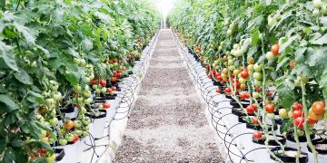 مدیرکل تعاون روستایی مطرح کرد: برداشت خارج از فصل، مزیت صادرات محصولات کشاورزی هرمزگان است