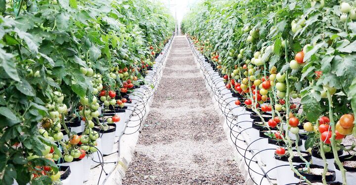 مدیرکل تعاون روستایی مطرح کرد: برداشت خارج از فصل، مزیت صادرات محصولات کشاورزی هرمزگان است