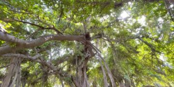 درخت ۵۰۰ ساله‌ی انجیر معابد میناب را از خطر نابودی نجات دهید