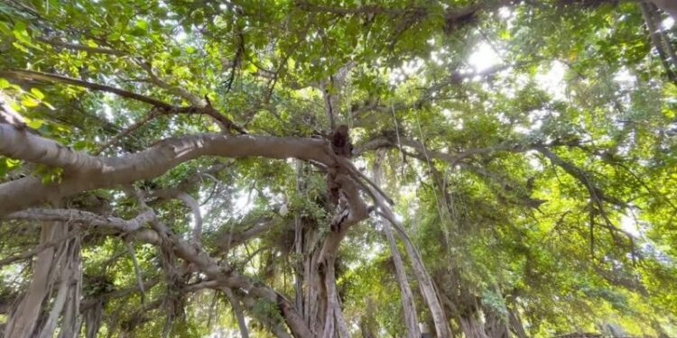 درخت ۵۰۰ ساله‌ی انجیر معابد میناب را از خطر نابودی نجات دهید