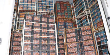 ۲۰۰ تُن میوه شب عید در هرمزگان ذخیره‌ شد