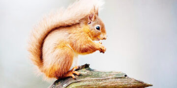 سنجاب‌های کشف شده در کیش با هواپیما به زادگاهشان بازگشتند