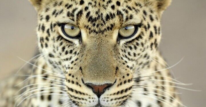 شمال هرمزگان میزبان مهمانی ناخوانده! پلنگ ایرانی در حاجی آباد جولان داد