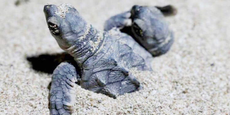 «ناتوران خمیس»، نگهبان  لاک پشت های قشم