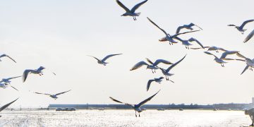 هرمزگانی ها به روی پرندگان سیبری آغوش گشودند