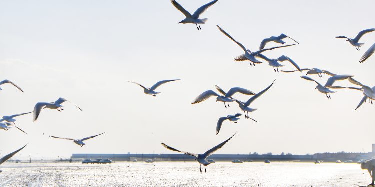 هرمزگانی ها به روی پرندگان سیبری آغوش گشودند