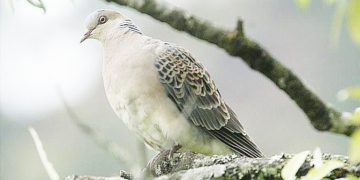 جلو غارت منابع ملی را بگیریم