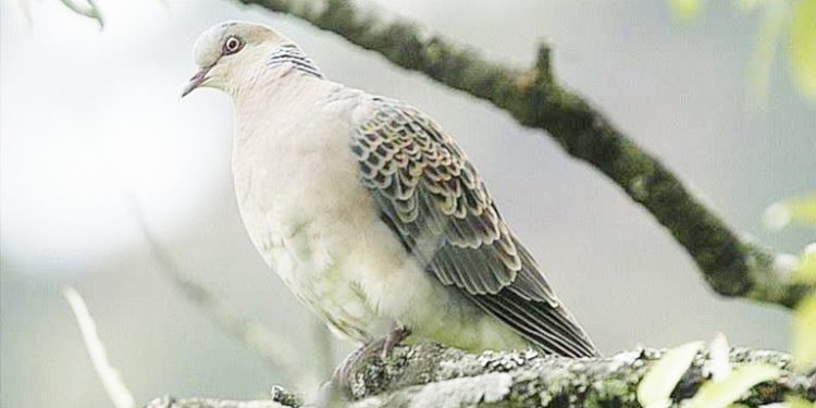 جلو غارت منابع ملی را بگیریم