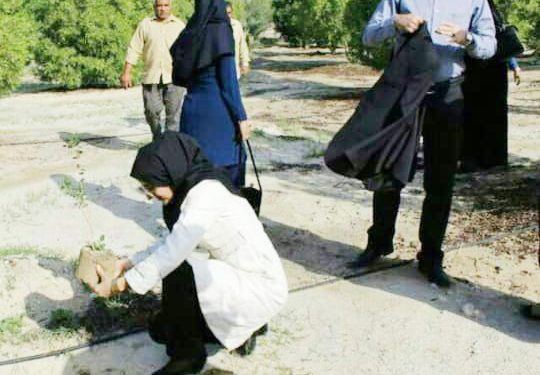 بندرعباس با کمربند سبز شهری و صنعتی نفس تازه می کند