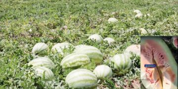 جهاد کشاورزی جاسک : توصیه ای برای خرید بذر هندوانه به کشاورزان جاسکی نداشته ایم