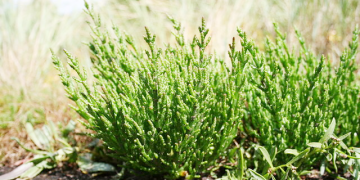 «سالیکورنیا»  طلای سبز هرمزگان در دل بیابان های شور