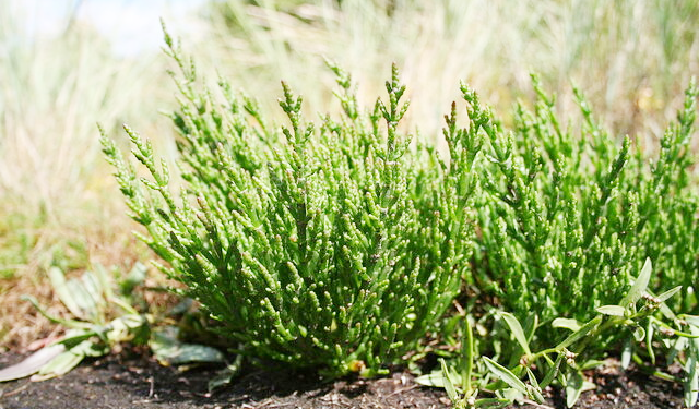 «سالیکورنیا» طلای سبز هرمزگان در دل بیابان های شور