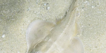 راهنمایی برای اقدامات ضروری پس از گزش توسط سفره ماهی در ساحل