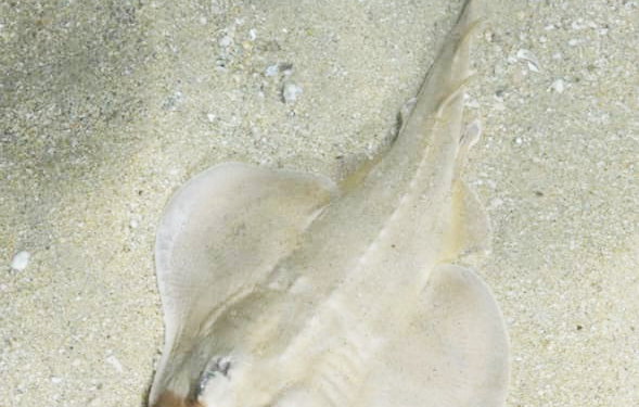 راهنمایی برای اقدامات ضروری پس از گزش توسط سفره ماهی در ساحل