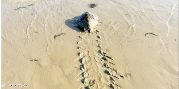 «تجارب جهانی»، راهکاری برای ایمنی زیستگاه لاک پشت ها