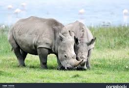 معجزه ژنتیک:درس های نجات کرگدن سفید آفریقا برای یوزپلنگ ایرانی