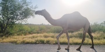 کاروان های مرگ وقتی شترهای رها جان می‌گیرند