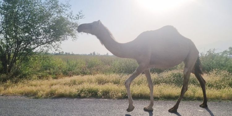 کاروان های مرگ وقتی شترهای رها جان می‌گیرند