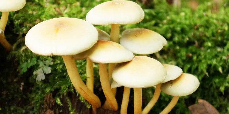 خوش ظاهر اما بد باطن