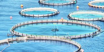 منطقه آزاد قشم؛ بستر توسعه پرورش ماهی در قفس