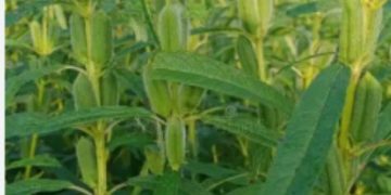 پیش‌بینی کشت ۴۰ هکتار کنجد در فین بندرعباس