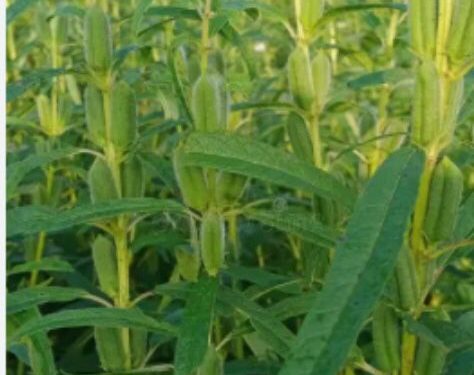 پیش‌بینی کشت ۴۰ هکتار کنجد در فین بندرعباس