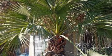 نخل زینتی گزینه مناسب بجای کنوکارپوس