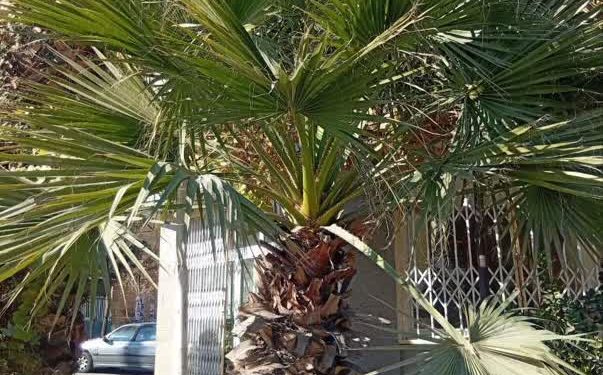 نخل زینتی گزینه مناسب بجای کنوکارپوس